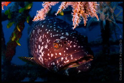 Giant grouper in Mabul. by Soren Egeberg 